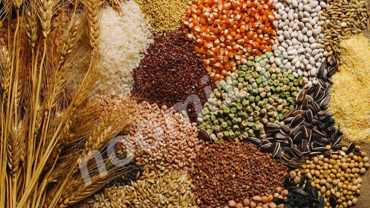 Продаем, пшеницу, овес, кукурузу, ячмень, семечку, горох. ..., Владимирская область