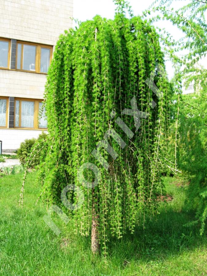 Декоративные растения для сада кустарники от 50 рублей ..., Ставропольский край