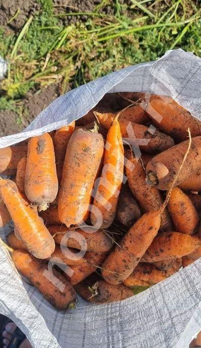 Вкусная морковь сортотипа Шантоне от поставщика, Алтайский край