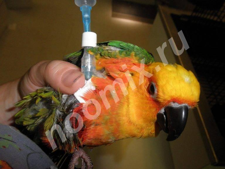 Полный клинический осмотр птицы и попугая и подробная ...