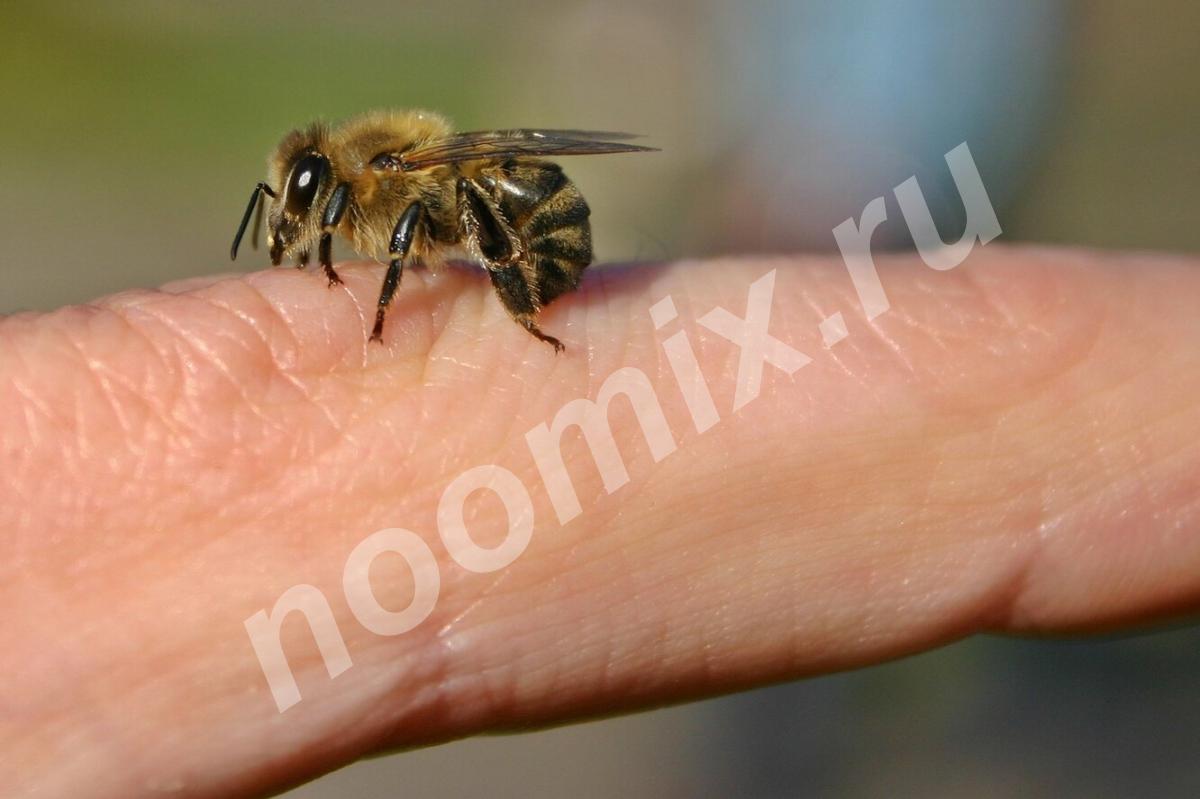 Лечение пчелами апитерапия