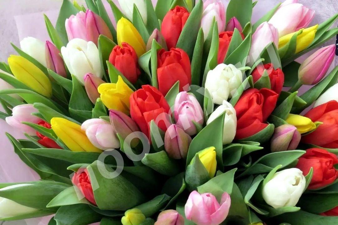 Тюльпаны к 8 Марта-Подмосковное тепличное хозяйство, Московская область