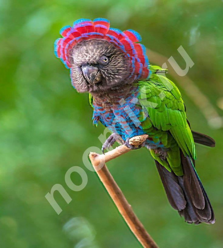 Веерный попугай Deroptyus accipitrinus - ручные птенцы из ...