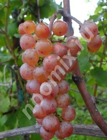 Продам черенки винограда столовых и винных сортов, Калужская область