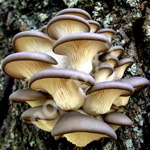 Зерновой мицелий грибов для выращивания дома и на даче