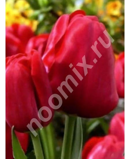 Тюльпан Silhouette Bouquet 3шт в упаковке, Крым