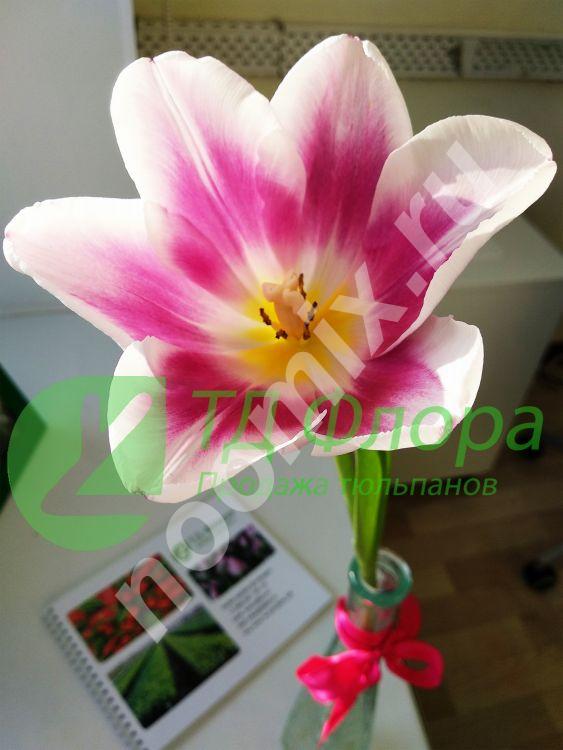 Тюльпаны оптом от 25 руб. к 8 Марта,  Новосибирск