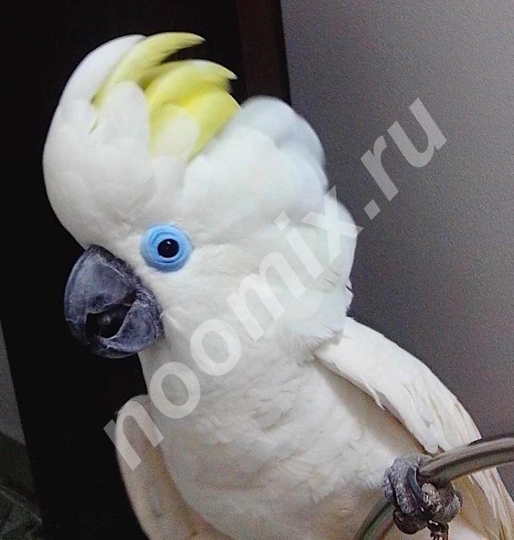 Синеочковый какаду Cacatua ophthalmica - ручные птенцы из ...,  МОСКВА