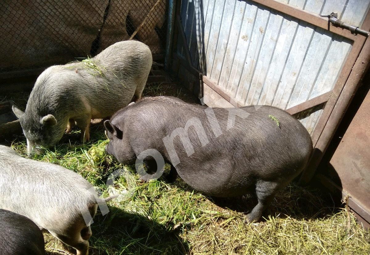 Спешите приобрести свинок породы вьетнамские травоядные ..., Республика Чувашия