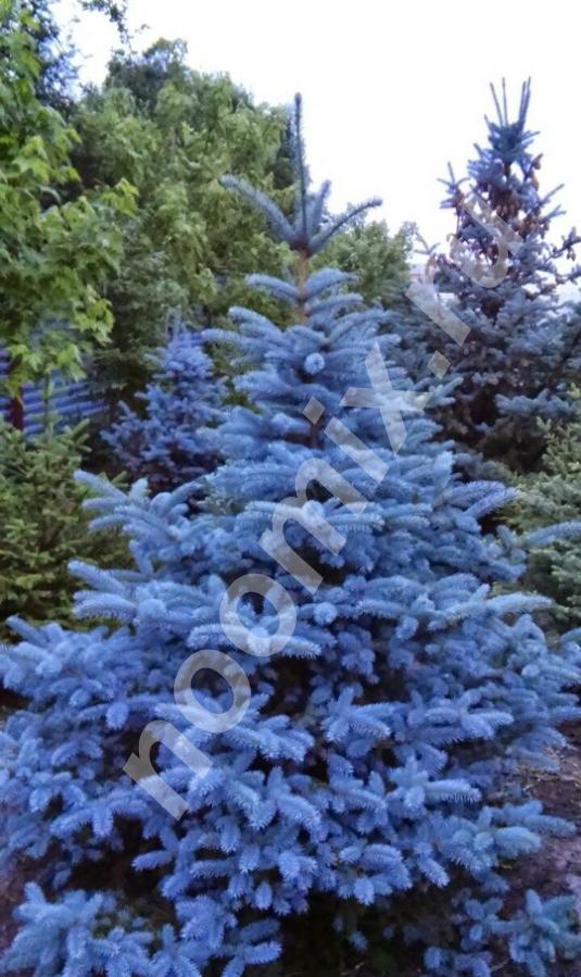Голубые ели экстра класса. Частный питомник,  Новосибирск