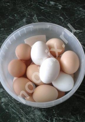 Инкубационное яйцо от птицы со своего подворья,  Казань