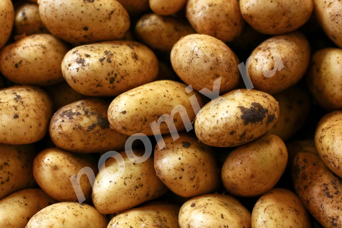 Продажа картофеля урожая 2018 года, Тверская область