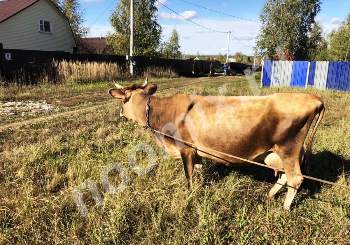 Продам чистокровную корову Джейсерской породы, Московская область
