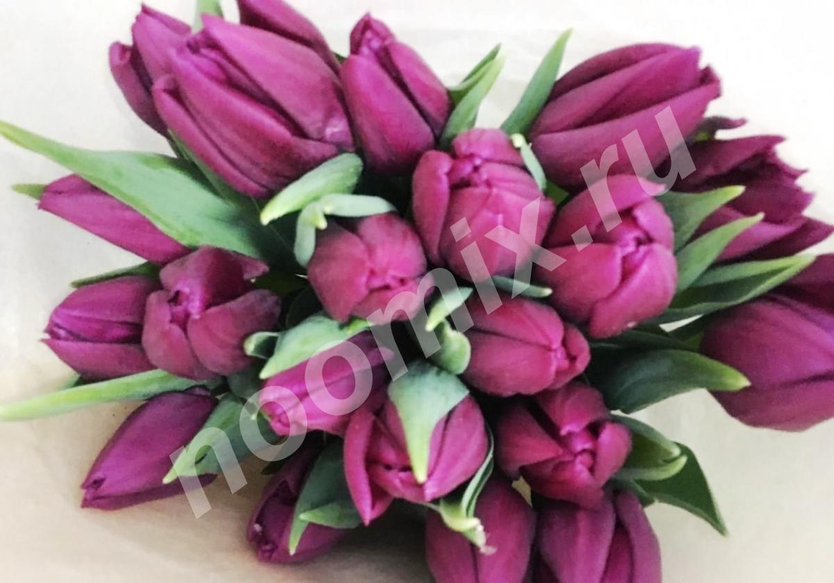 Открыт предзаказ тюльпанов к 8 марта