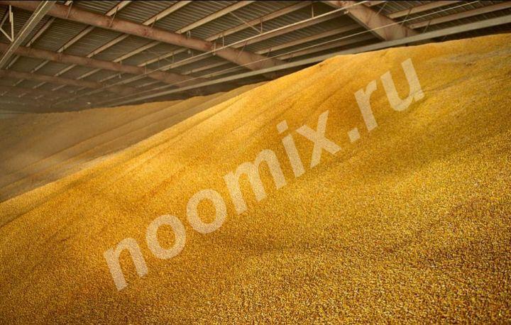 Продаем пшеницу 5 класс фуражную ГОСТ, Курская область