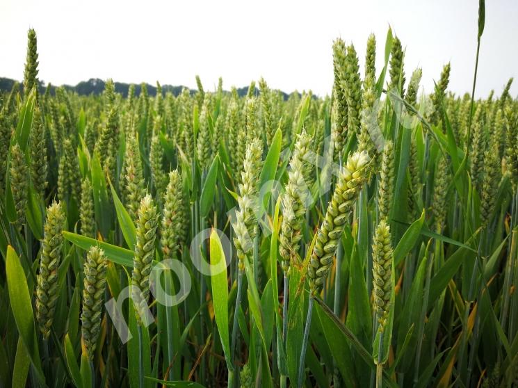 Семена озимой пшеницы краснодарской селекции ЭС, Ростовская область