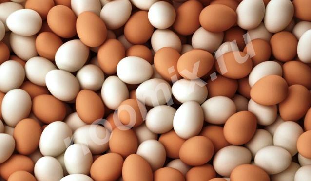 Продаю Яйца домашние, Тюменская область