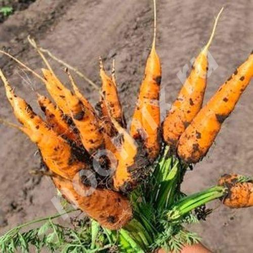 Лучшие сорта моркови мелким и крупным оптом в Барнауле, ..., Алтайский край