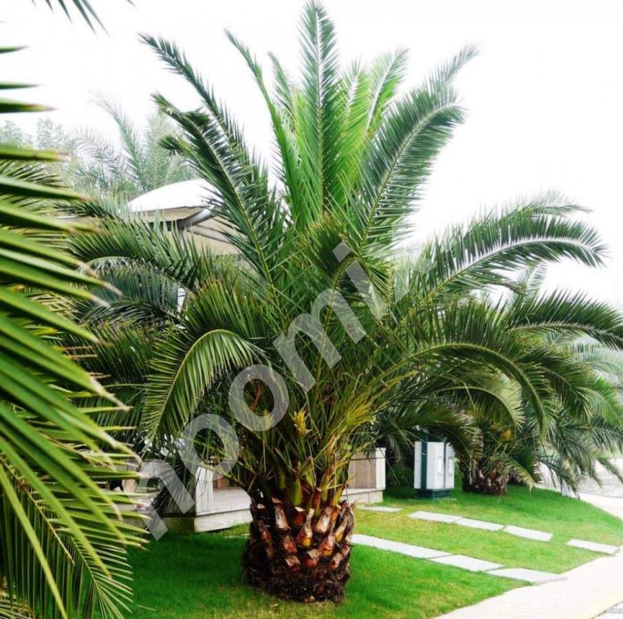 Финик канарский Phoenix canariensis . Артикул НХ026191