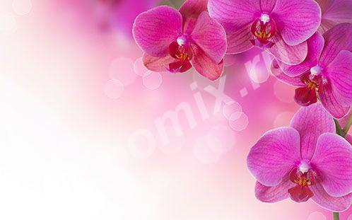 Фотопечать для раздвижных шкафов Орхидеи