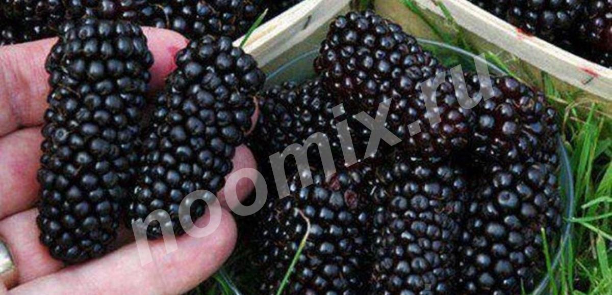 Зимостойкая шелковица ягода 5см черная и белая, Крым