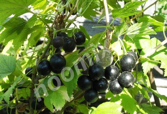 Замороженные ягоды черной смородины, Владимирская область