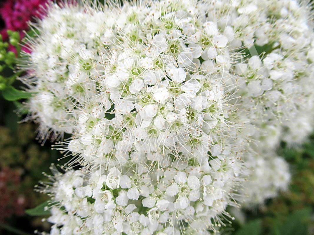 Спирея серая, цветы для дачи, Вологодская область