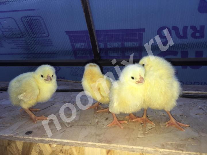 Продаются Цыплята бролерные, Московская область