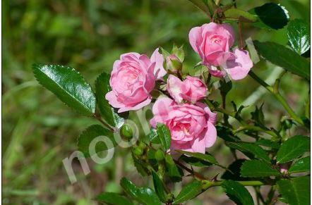Rizactive Rose розовый экстракт в рисовом молочке, Рязанская область