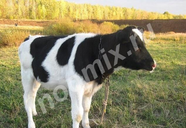 Телята бычки породистые мясные и поместные от 2нед, Волгоградская область