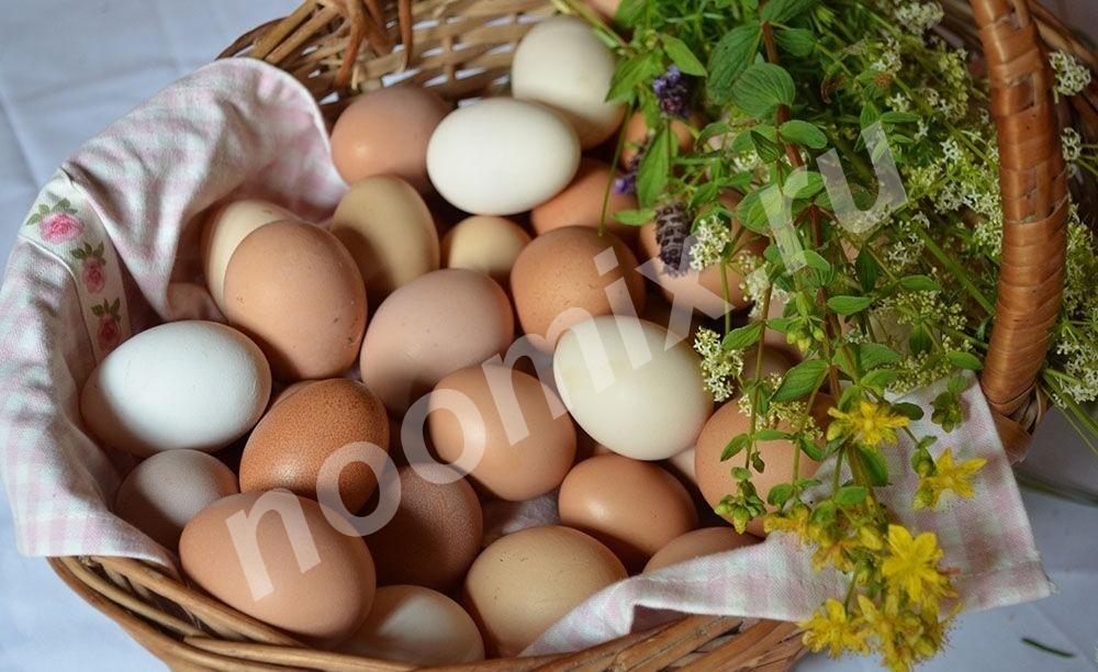 Яйцо куриное домашнее, Курганская область