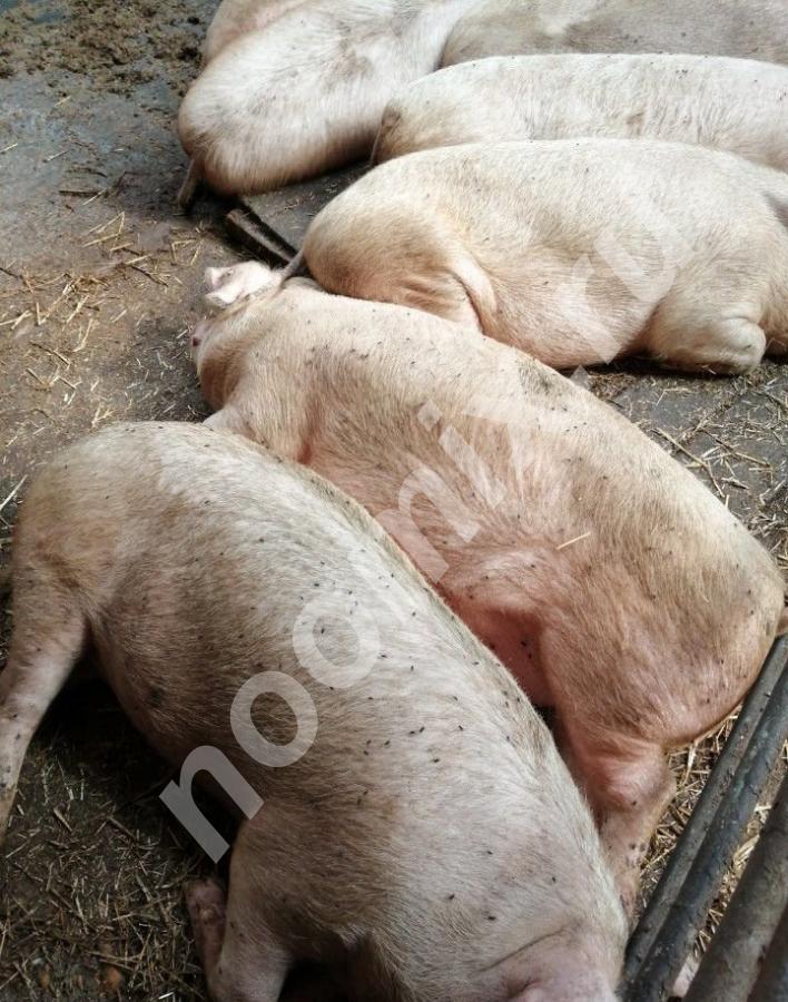 Деревенская свинина четвертью и полутушами, выращена на ..., Тульская область