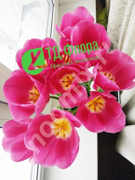 Крупные тюльпаны оптом в новосибирске, томске, барнауле и ...