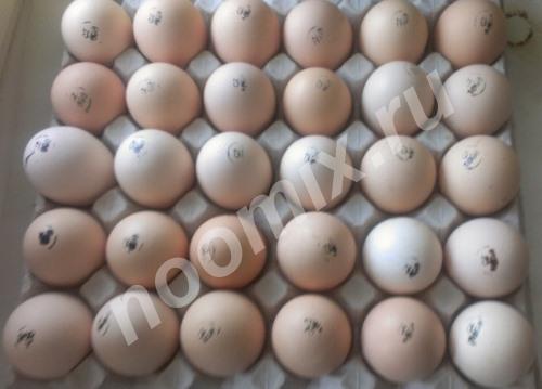 Европейское инкубационное яйцо цыплята, Московская область