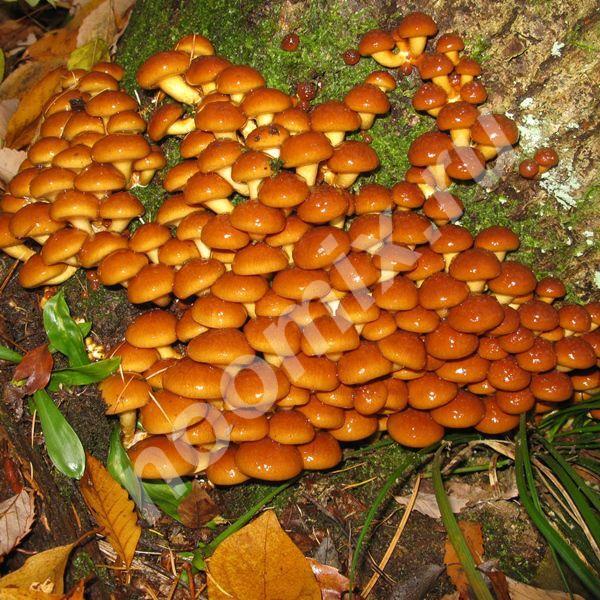 Популярный сорт грибов, который выращивают в открытом ...