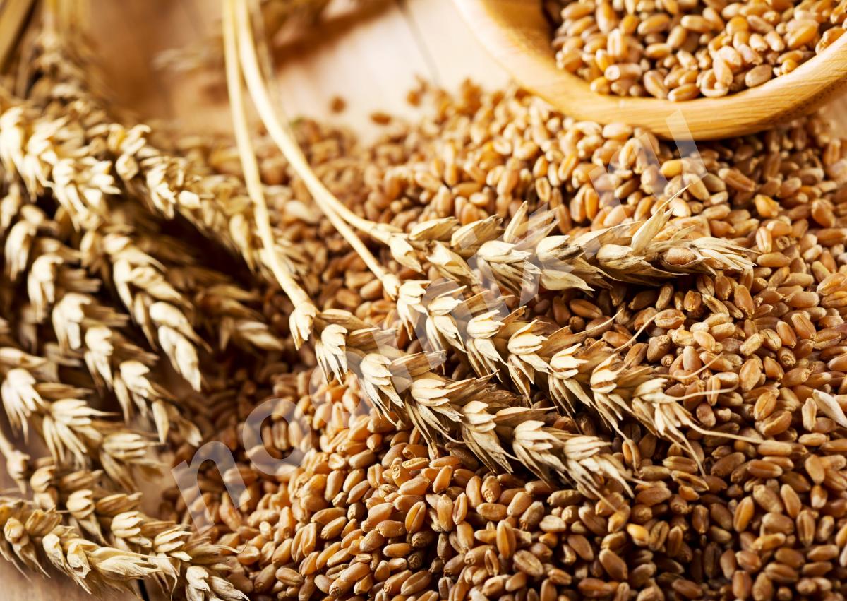 Закупаем пшеницу 3, 4, 5, класса, подсолнечник, ячмень ..., Краснодарский край