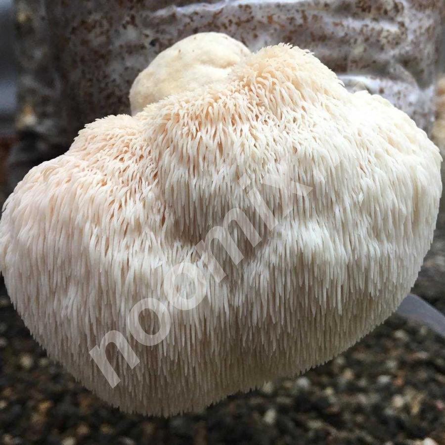 Ежевик гребенчатый сухой гриб представлен в разных формах ..., Московская область