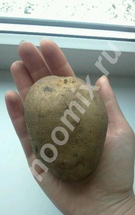 Продам картошку, сорт Невская, Орловская область