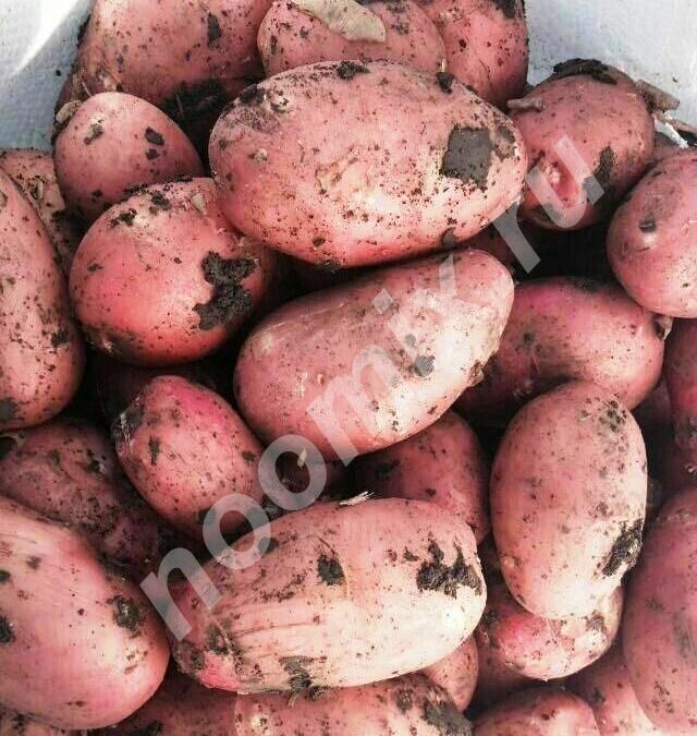 Продаю картофель деревенский, Республика Чувашия