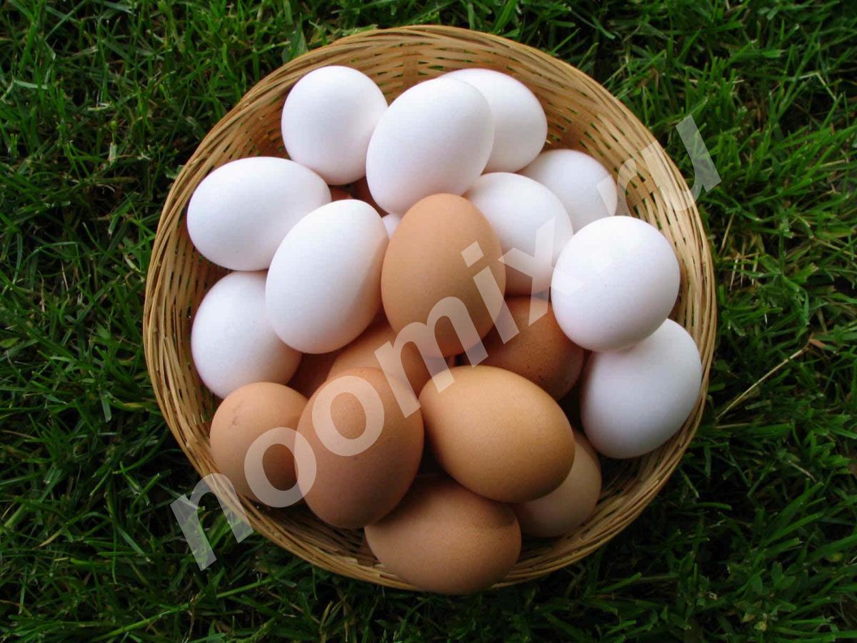 Продаю Домашние яйца, Московская область