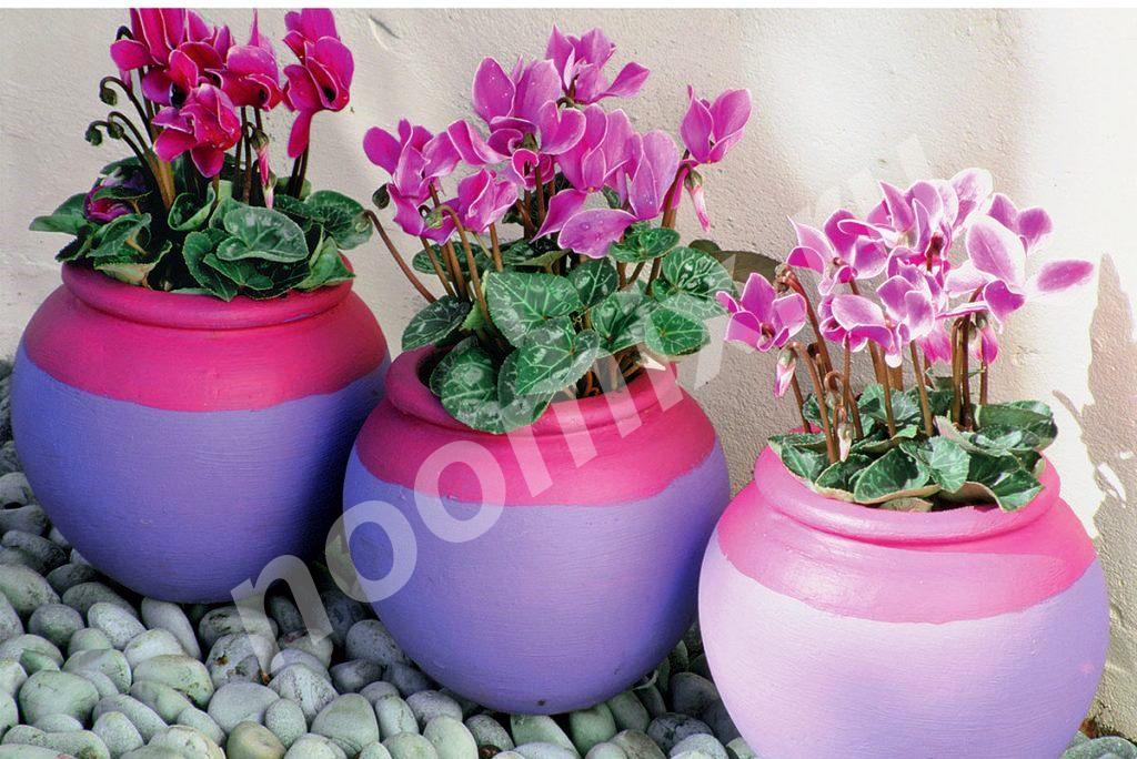 Цикламен лат. Cyclamen относится к роду травянистых ...