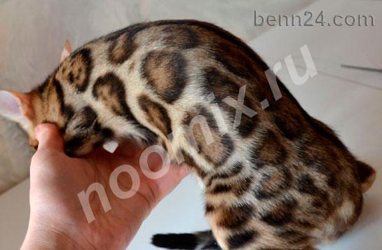 Бенгальские породистые яркие котята, Московская область