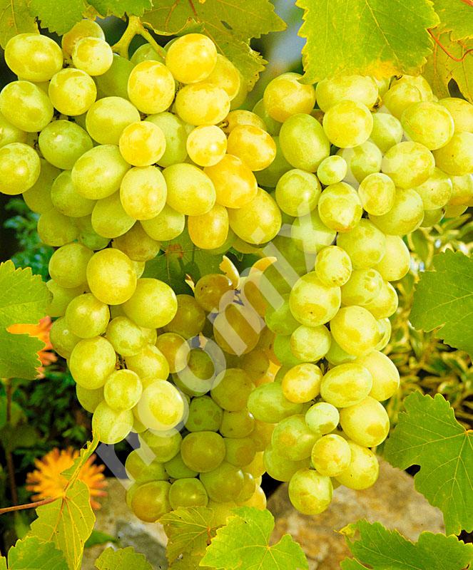 Виноград Прелесть  новый столовый сорт винограда очень ..., Курская область