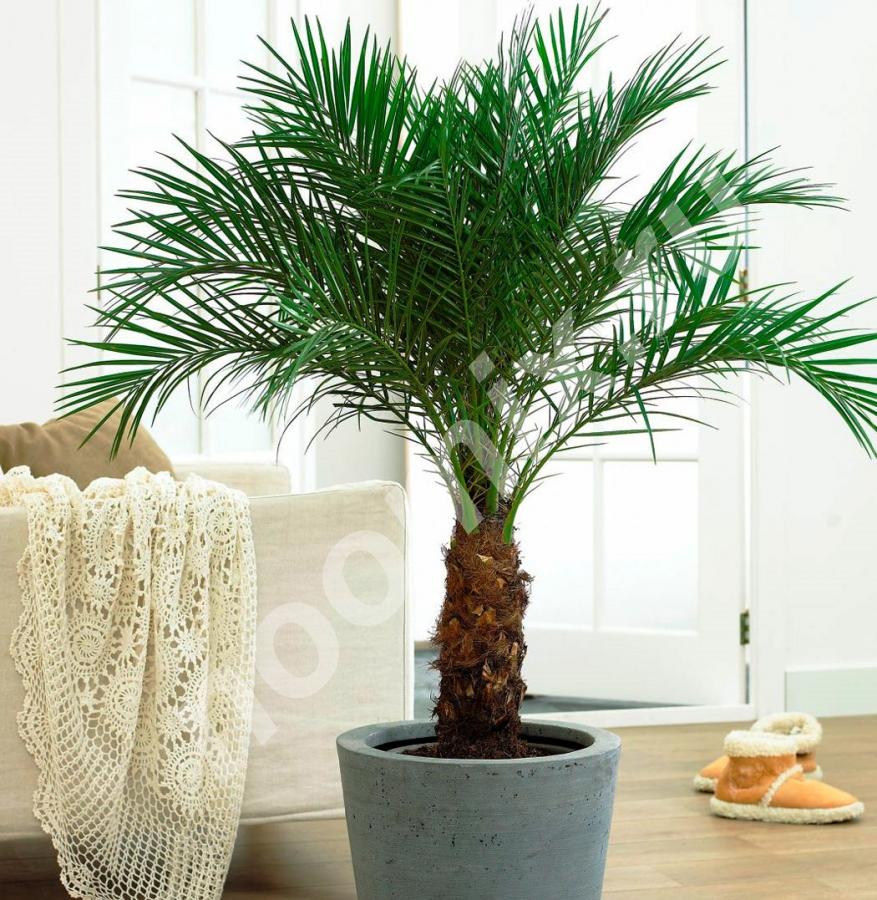 Финик канарский Phoenix canariensis . Артикул НХ026191 ...