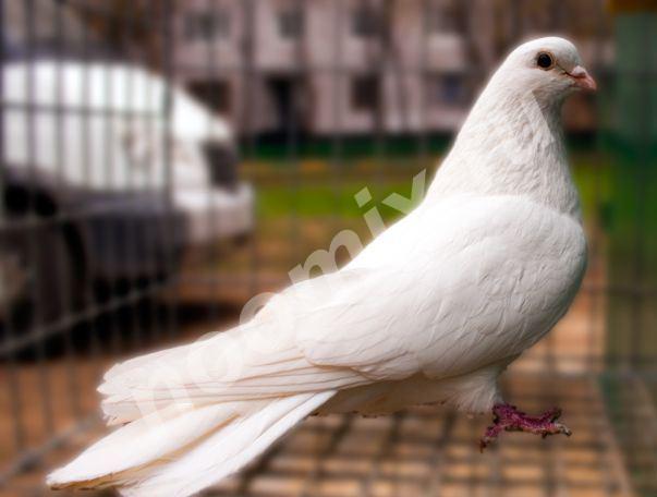 Пермские и чистопольские высоколетные голуби
