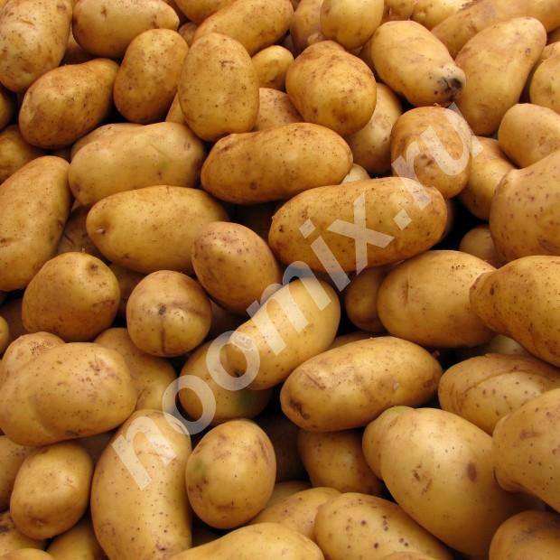 Продается посадочный картофель Лабадия 2, Крым