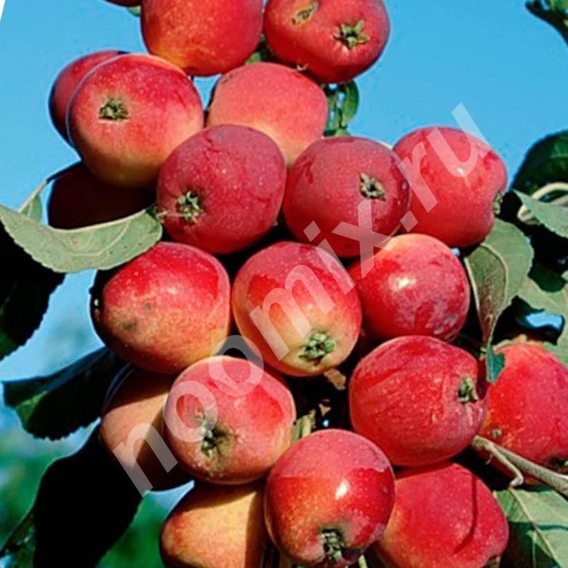 Яблоня колоновидная Валюта - это урожайный зимний сорт. ..., Ивановская область