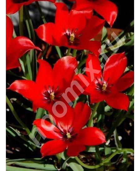 101627 Тюльпан Linifolia 3шт в упаковке,  МОСКВА
