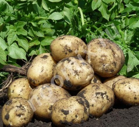 Продам картофель, урожай 2017 года, Алтайский край