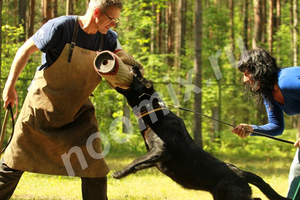 Общий курс дрессировки ОКД для щенков и собак,  МОСКВА